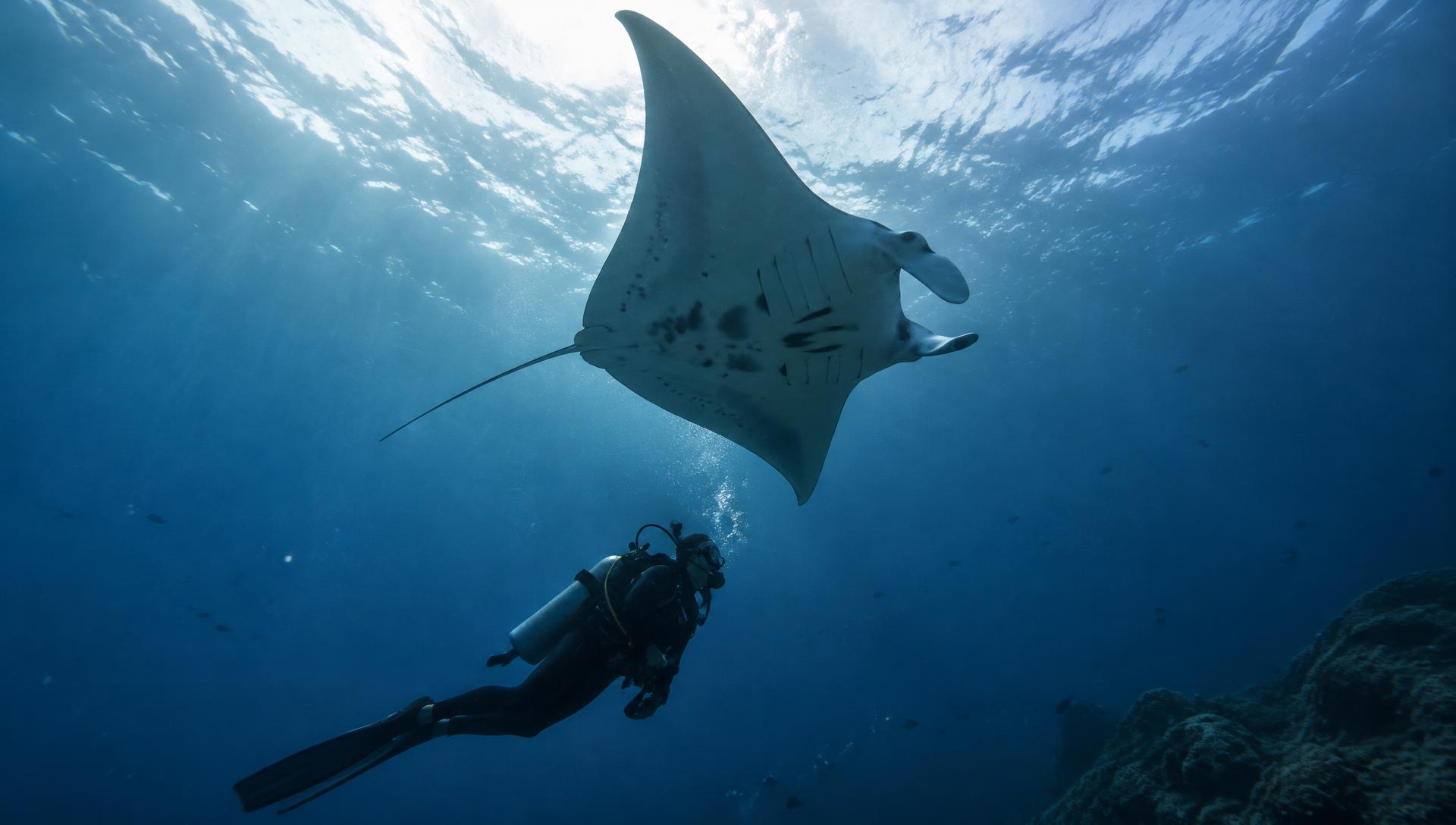 Diver and manta ray in deep blue water